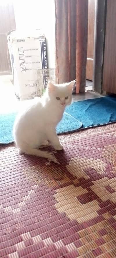 white cat German