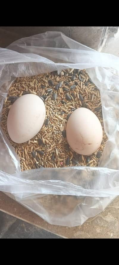 Peacock Eggs