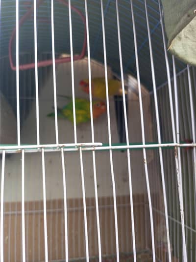 love birds