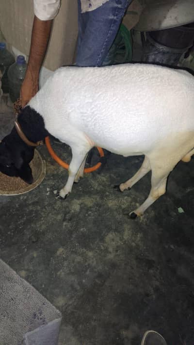 DUMBA FOR SALE