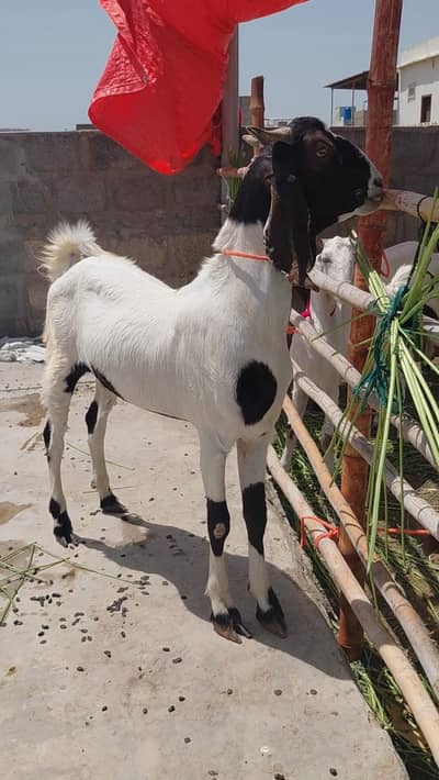 2 dant khassi bakray