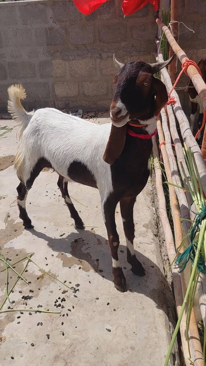 2 dant khassi bakray 2