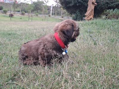 Shih tzu dog 3 month Vaccinated