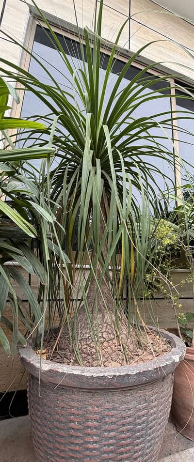  Healthy, Well-Grown Indoor & Outdoor Plants Available