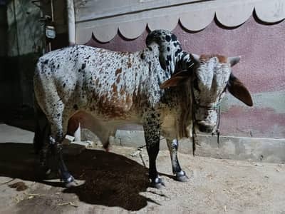 cholistani bachra