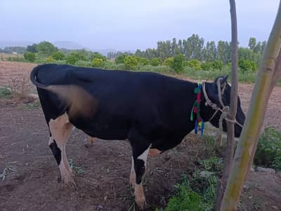 Home grown Australian breed