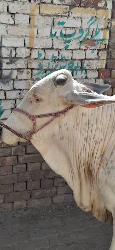 White 2dant for qurbani