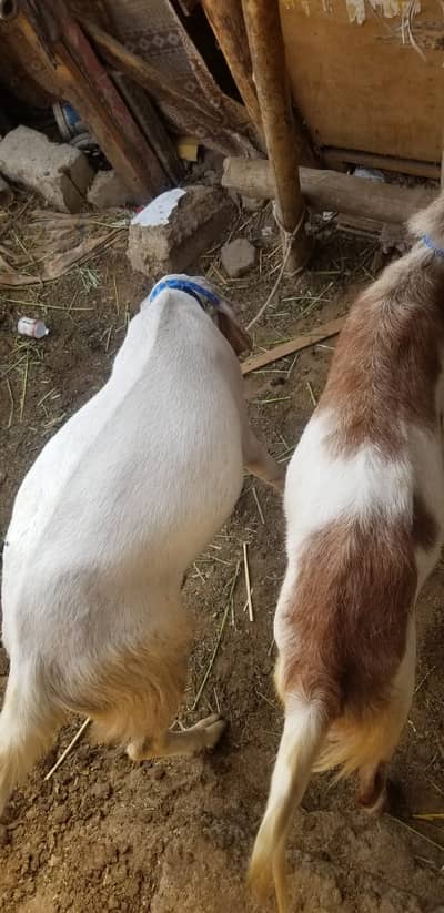 QURBANI KE BAKRE