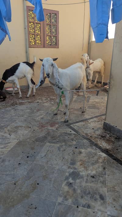 bakra for sale