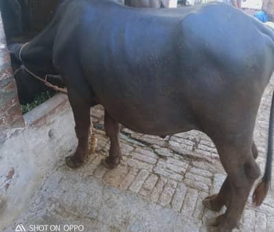 katta for qarbani