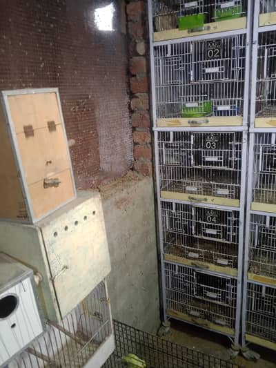 cage spot Walding