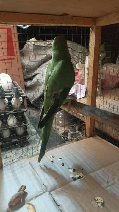 parrot