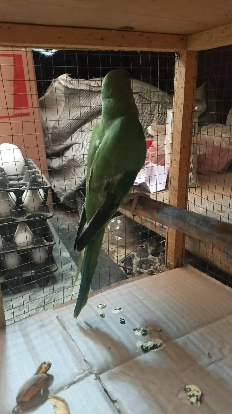 parrot 0