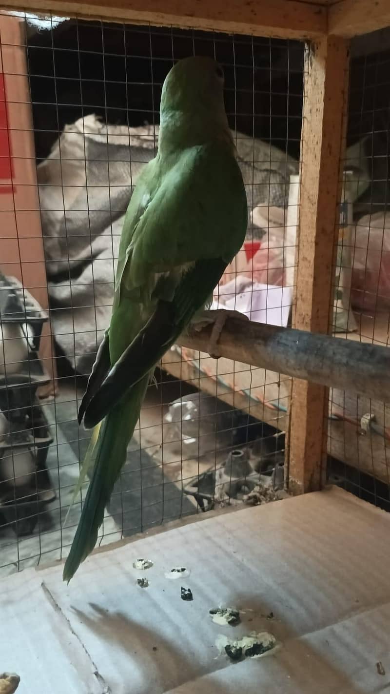 parrot 1