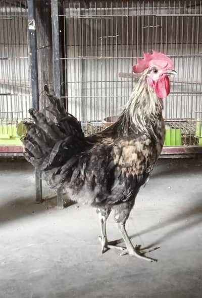 Dasi murg