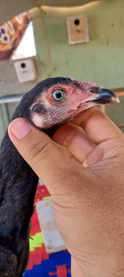 Lasani Mushka Aseel Chicks Aseel Murga Patha Murgi