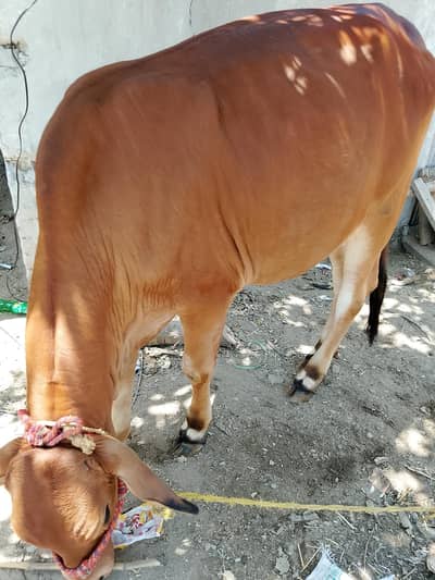 Cow , Qurbani k lye, Sakhai , Vichri