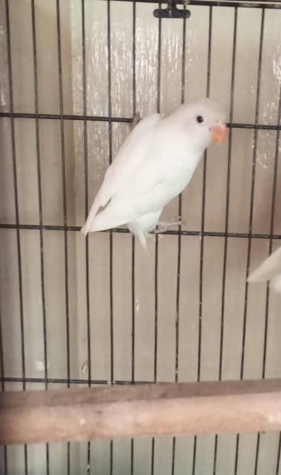 albino black eye self chick for sale