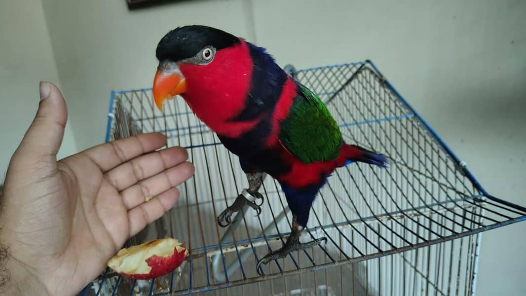 parrot 0