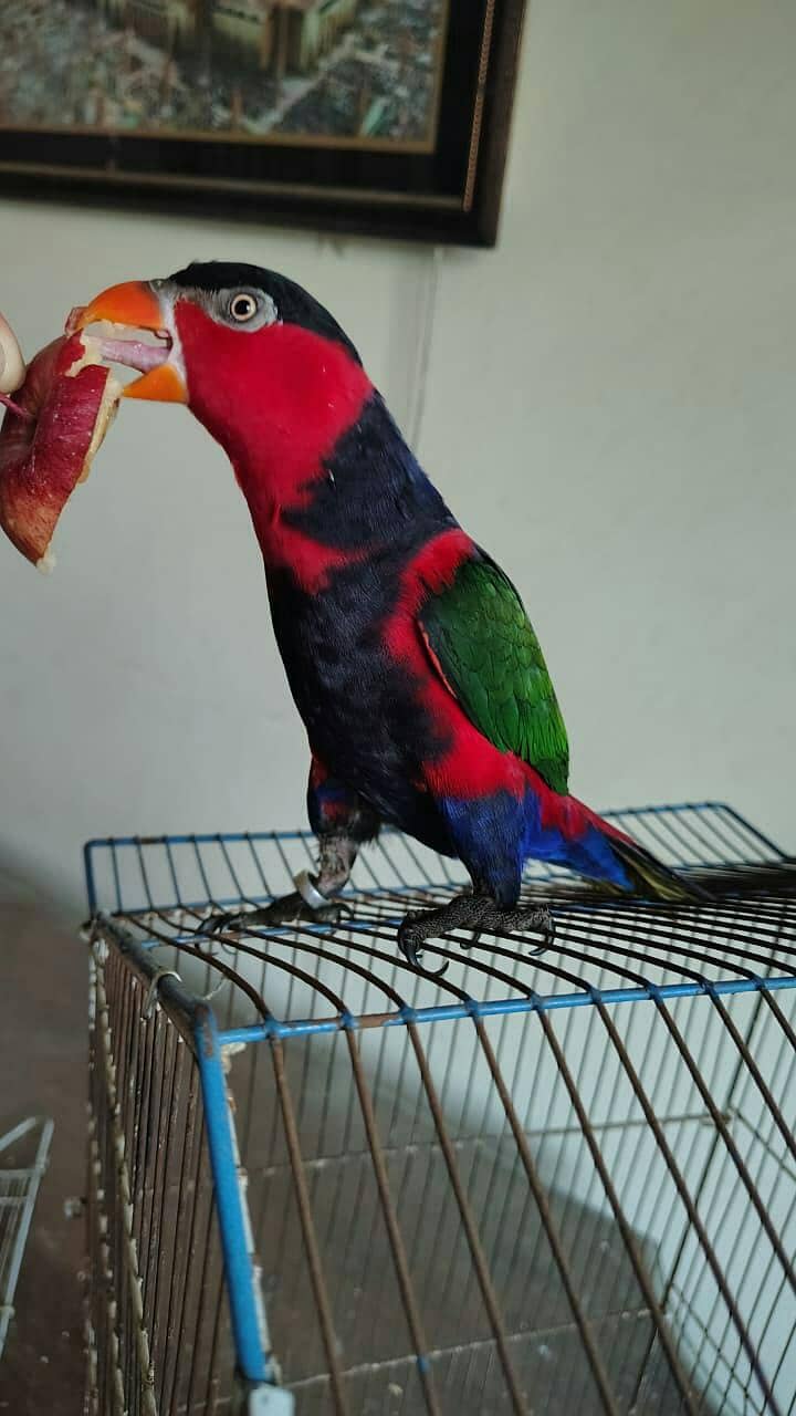 parrot 1