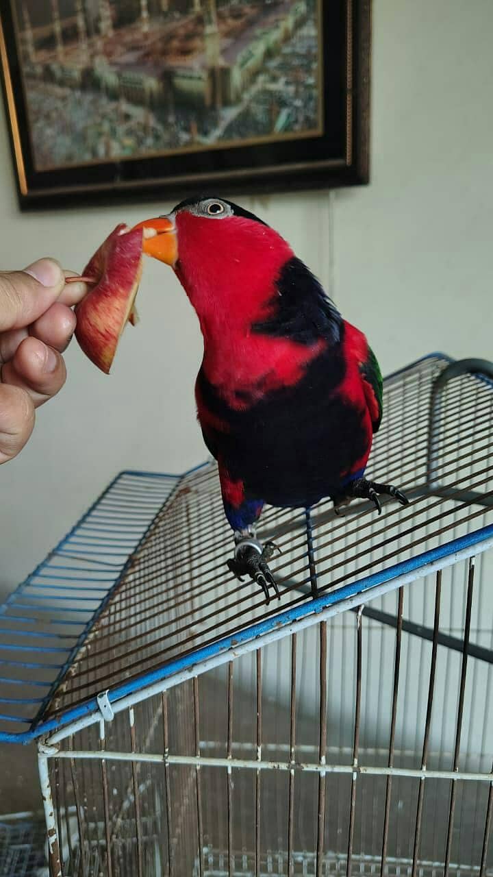 parrot 2