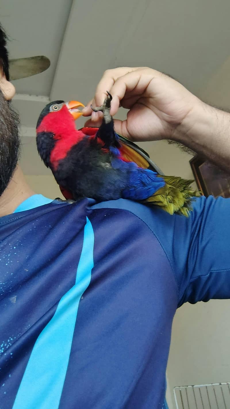 parrot 3