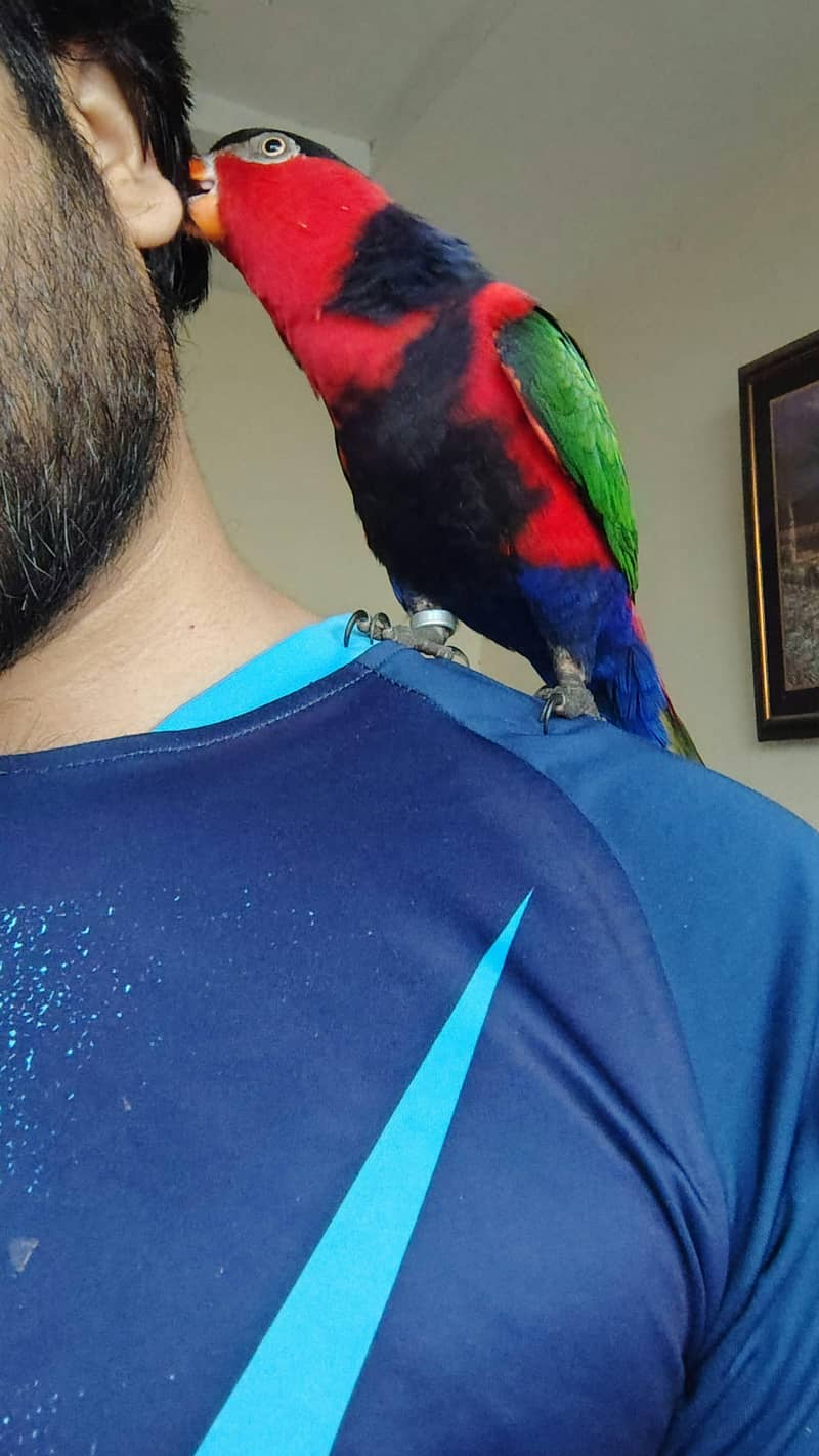 parrot 4