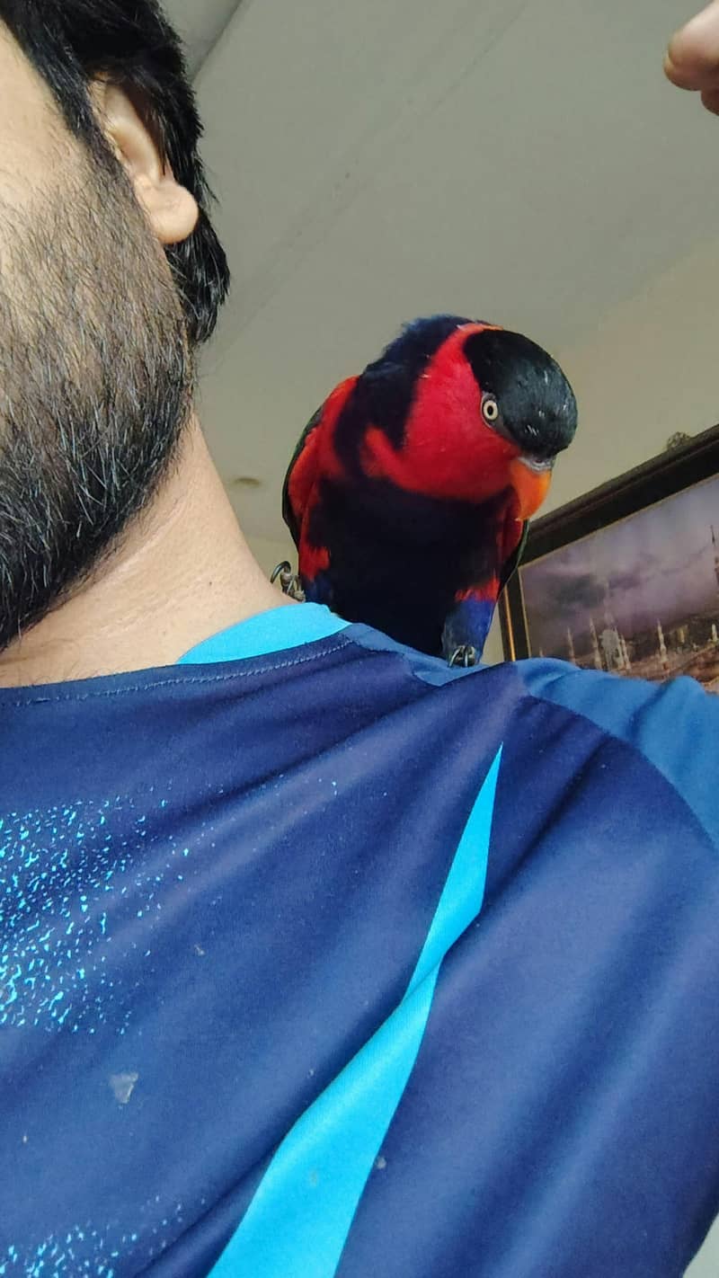 parrot 5
