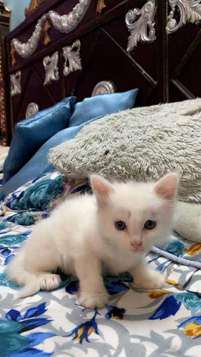 TRIPLE COATED BLUE EYES KITTEN