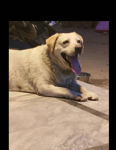 Labrador female dog