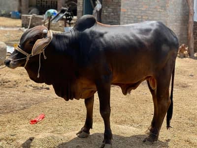 bulls for sale and amzing bulls and very beautiful
