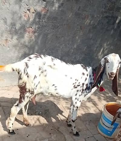 Female Goat