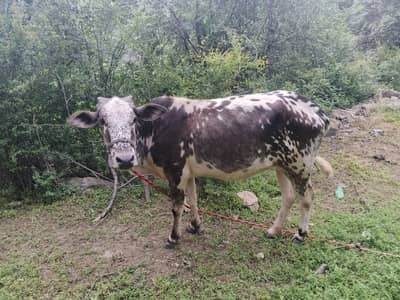 cow for sale