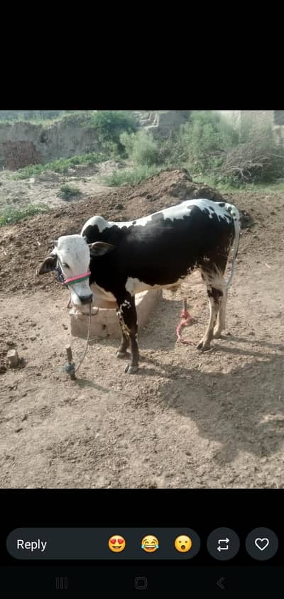 Bull for sale