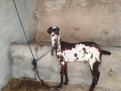 Bakra