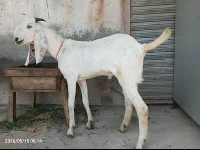 Bakra