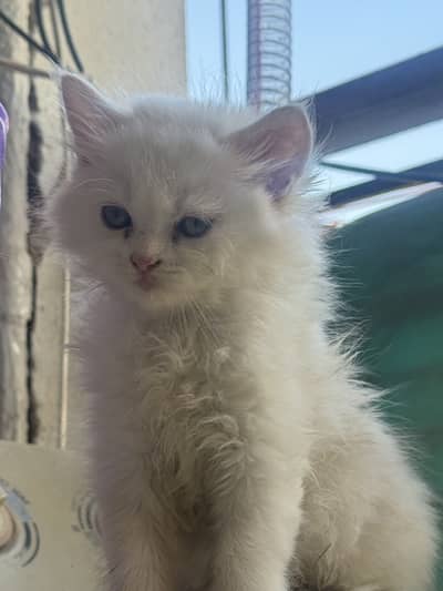 persian female kitten