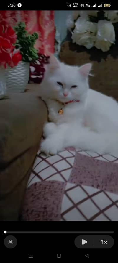 Persian cat white colour 8months