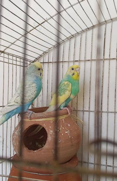 Urgent Rainbow Australian pairs sale