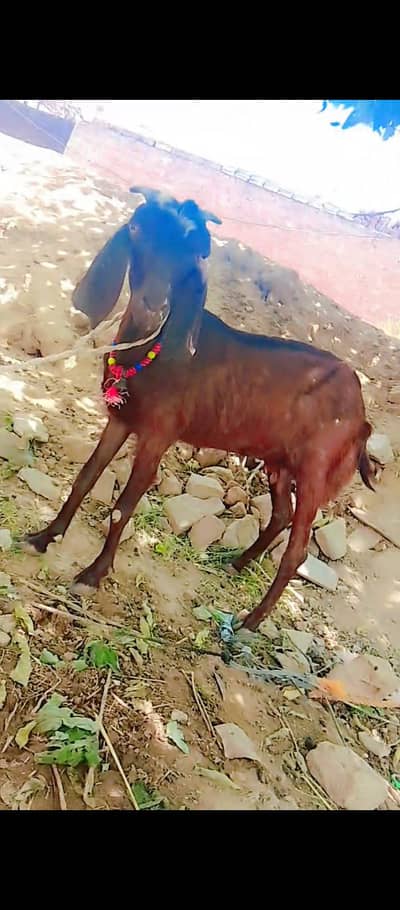 desi bakri