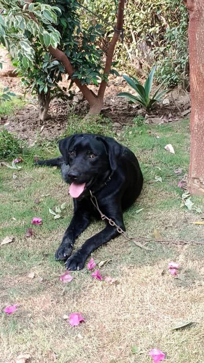 Black Labrador Male