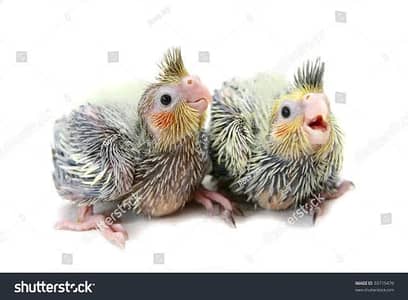 baby cocktail