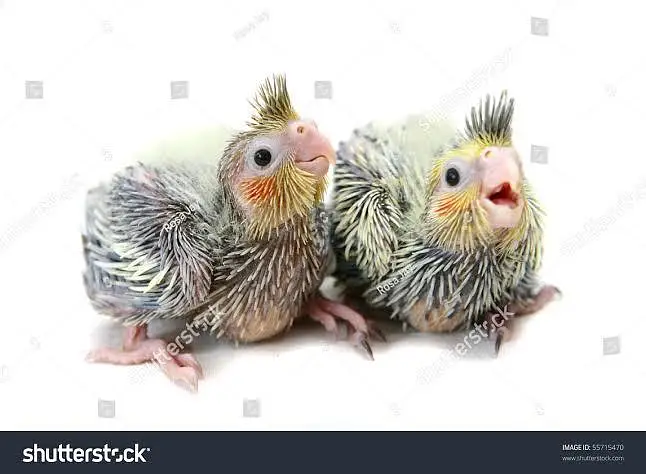 baby cocktail — photo 2