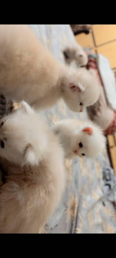 Persian kittens