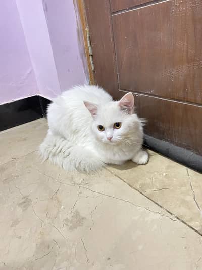 Triple Coated Cat Pumch Face