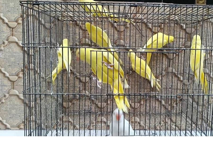 yellow  mango 1