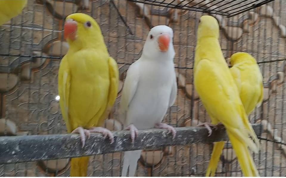 yellow  mango 2