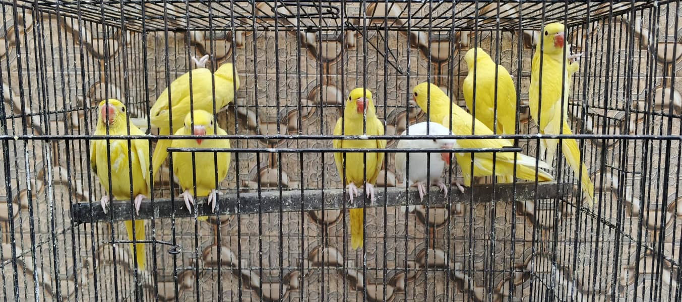 yellow  mango 3