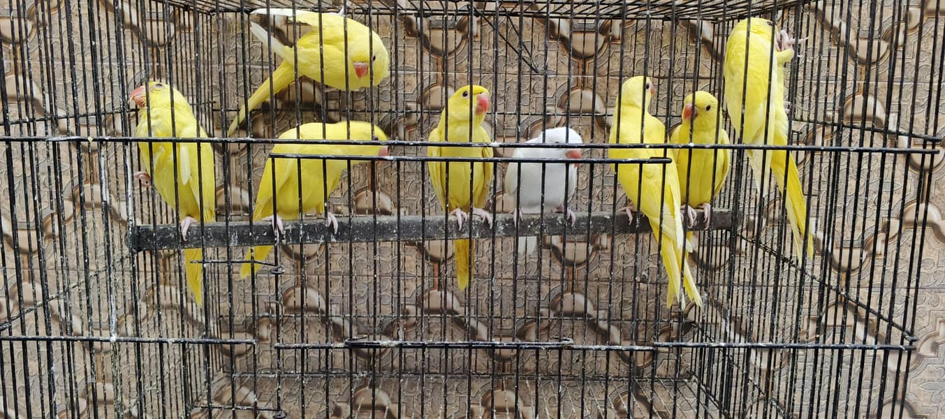 yellow  mango 4