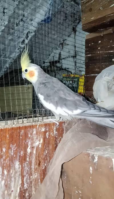 Cocktail jumbo size breeder Male